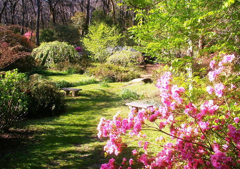 Campbell Rhododendron Gardens - Accommodation Port Macquarie 2