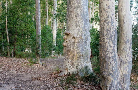 Delta Track - Accommodation Port Macquarie 0