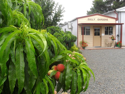 Gully Gardens - Accommodation Port Macquarie 0