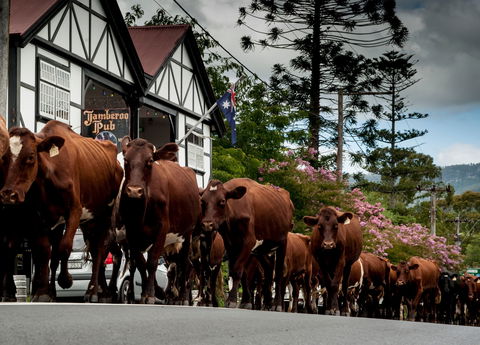 Jamberoo - Accommodation Port Macquarie 0