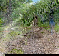 Kangaroo River Walking Track - Accommodation Port Macquarie