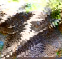 Koala Conservation Reserve - Accommodation Port Macquarie