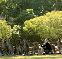 Lone Pine Koala Sanctuary - Accommodation Port Macquarie