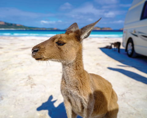 Lucky Bay - Accommodation Port Macquarie 0