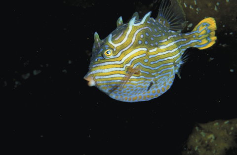Mushroom Reef Marine Sanctuary - Accommodation Port Macquarie 0