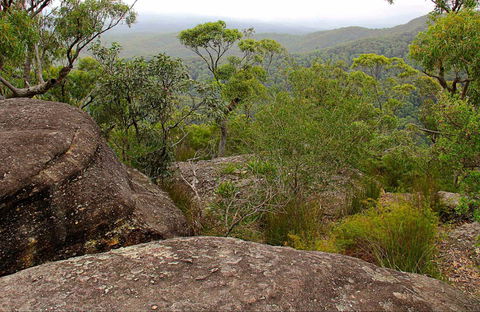 Pigeon House Mountain Didthul Walking Track - Accommodation Port Macquarie 0