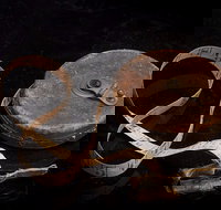 Shellharbour City Museum formerly Tongarra Museum - Accommodation Port Macquarie