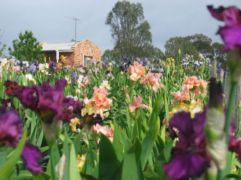 Smokin Heights Iris Display Garden - Accommodation Port Macquarie 0