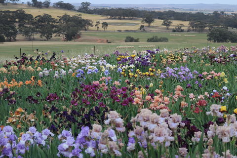 Smokin Heights Iris Display Garden - Accommodation Port Macquarie 2