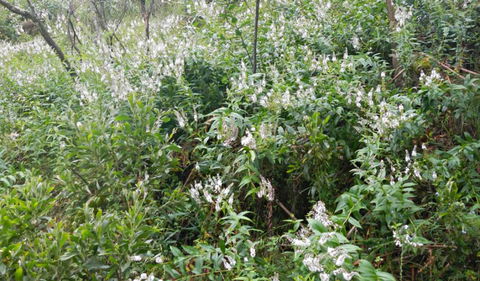 Snowgum Walking Track - Accommodation Port Macquarie 0