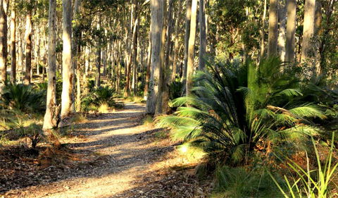 Square Head Track 2 - Accommodation Port Macquarie 0