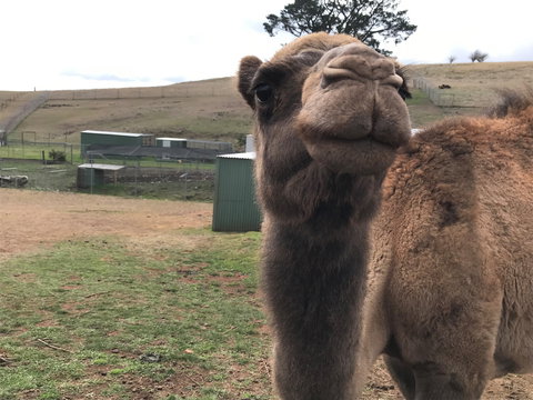 Taralga Wildlife Park - Accommodation Port Macquarie 1