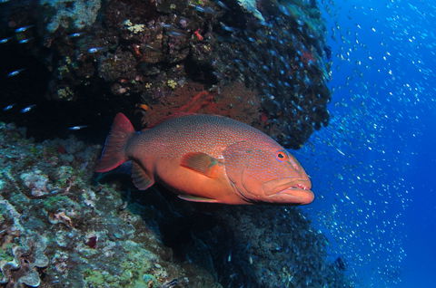 Anchor Bommie Dive Site - Accommodation Port Macquarie 0