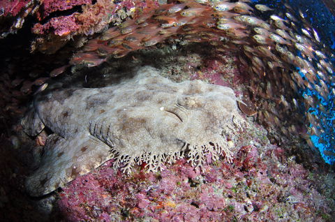 Anchor Bommie Dive Site - Accommodation Port Macquarie 1