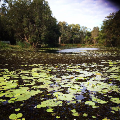 Baldwin Swamp Environmental Park - Accommodation Port Macquarie 1