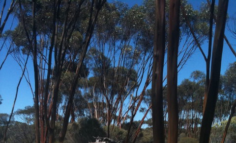 Boorabbin National Park - Accommodation Port Macquarie 0