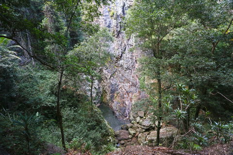 Kondalilla Falls Circuit, Kondalilla National Park - Accommodation Port Macquarie 0