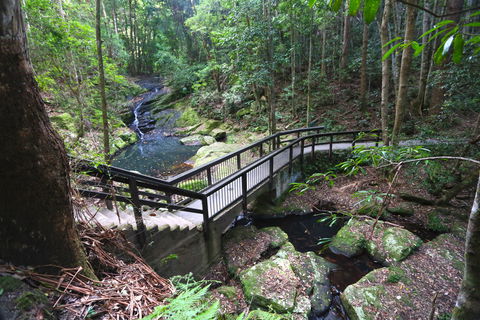 Kondalilla Falls Circuit, Kondalilla National Park - Accommodation Port Macquarie 2