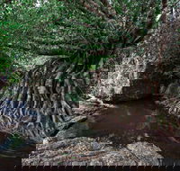 Misty Mountains Wilderness Tracks - Accommodation Port Macquarie