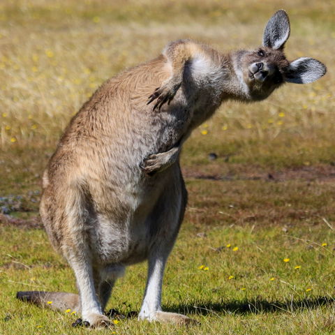 Narawntapu National Park - Accommodation Port Macquarie 0