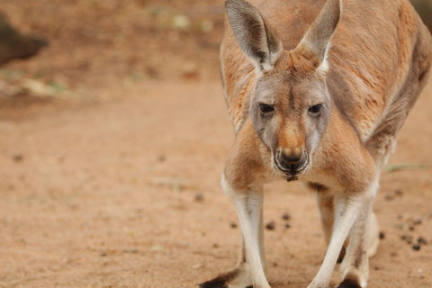 Perth Zoo - Accommodation Port Macquarie 1
