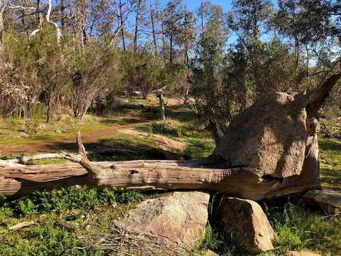 Pine Gully Nature Trail - Accommodation Port Macquarie 1