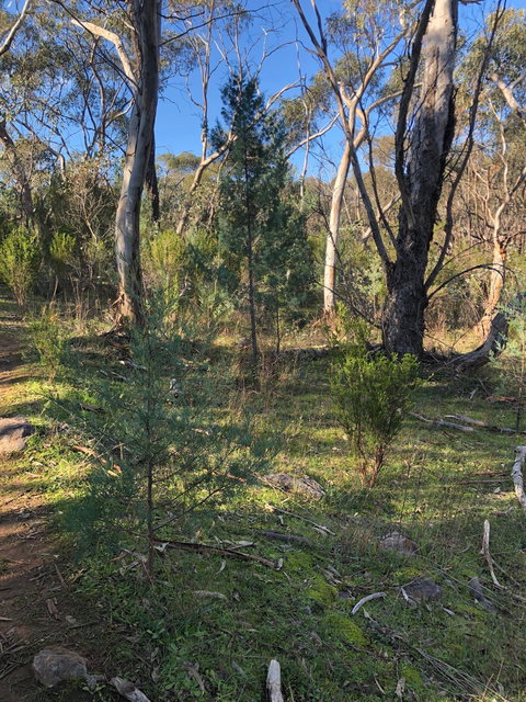 Pine Gully Nature Trail - Accommodation Port Macquarie 2