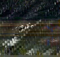 Seaham Swamp Nature Reserve - Accommodation Port Macquarie
