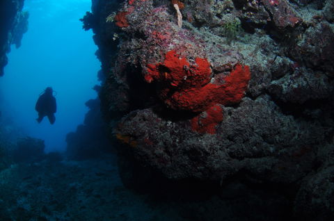 Stepping Stones Dive Site - Accommodation Port Macquarie 0