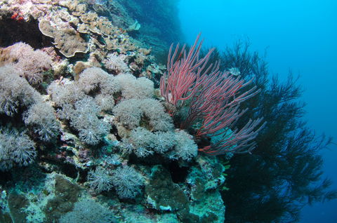 Stepping Stones Dive Site - Accommodation Port Macquarie 1
