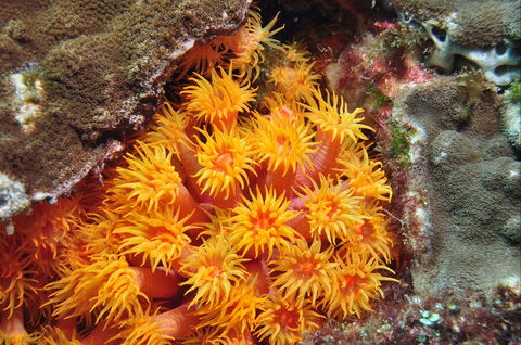 Sunshine Reef - Accommodation Port Macquarie 1