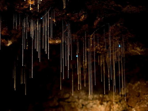 Tamborine Mountain Glow Worm Tours - Accommodation Port Macquarie 0