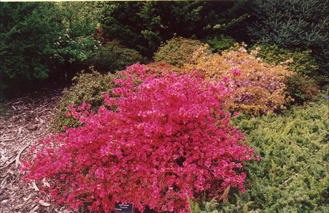 Tasmanian Arboretum Inc. - The - Accommodation Port Macquarie 2