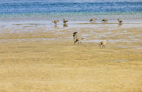 Towra Beach - Accommodation Port Macquarie 0