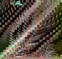 Wingham Brush Nature Reserve - Accommodation Port Macquarie