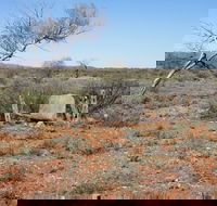 Winnecke Goldfield Cemetery - Accommodation Port Macquarie