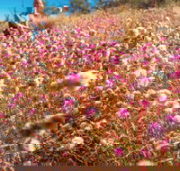 Wineries and Wildflowers - Accommodation Port Macquarie