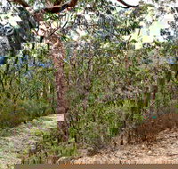 Yango Walking Track - Accommodation Port Macquarie