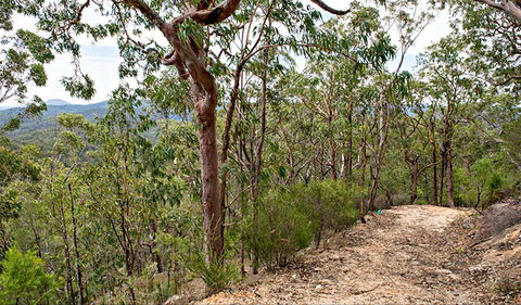 Yango Walking Track - Accommodation Port Macquarie 0