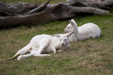 Yarra Valley Nocturnal Zoo - Accommodation Port Macquarie 0