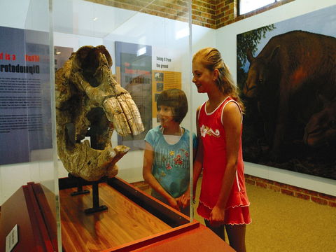 Australian Museum Diprotodon Exhibition: Closed For Building Repair July August - Accommodation Port Macquarie 0