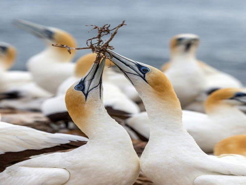 Gannets In Portland - Accommodation Port Macquarie 0
