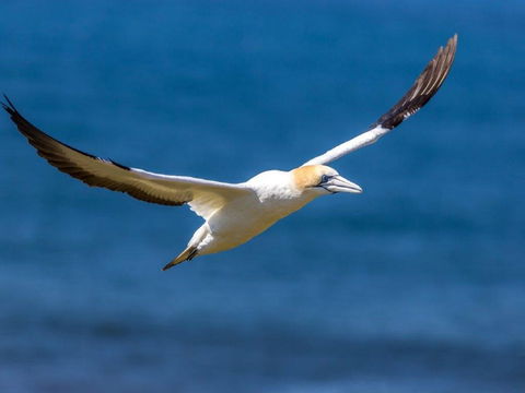 Gannets In Portland - Accommodation Port Macquarie 1