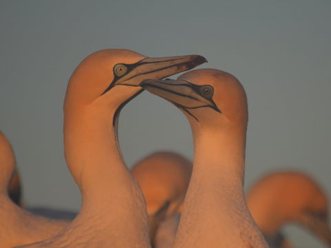 Gannets In Portland - Accommodation Port Macquarie 2