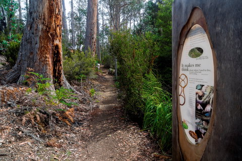 Lake St Clair (Cradle Mountain  - Lake St Clair National Park) - Accommodation Port Macquarie 2