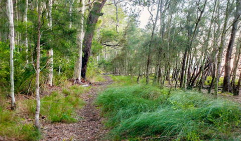 Meroo Lake Walking Track - Accommodation Port Macquarie 0