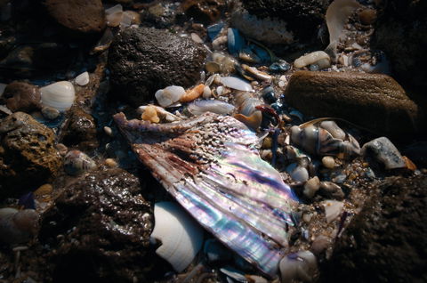 Point Cook Marine Sanctuary - Accommodation Port Macquarie 1