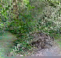 Rainforest Walking Track Roberston Nature Reserve - Accommodation Port Macquarie