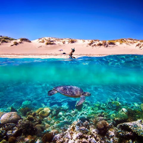 Snorkel The Ningaloo Reef - Accommodation Port Macquarie 0