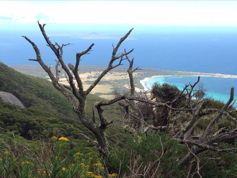 Strzelecki Peaks Great Short Walk - Accommodation Port Macquarie 0